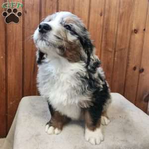 Moore, Bernedoodle Puppy